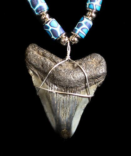Polished Megalodon Tooth Necklace #36571